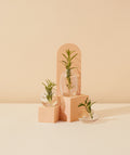 SPANISH ROSEMARY ESSENTIAL OIL